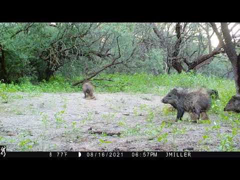 Suspicious Javelina 2021