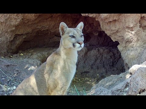 Easy Life for this Mountain lion