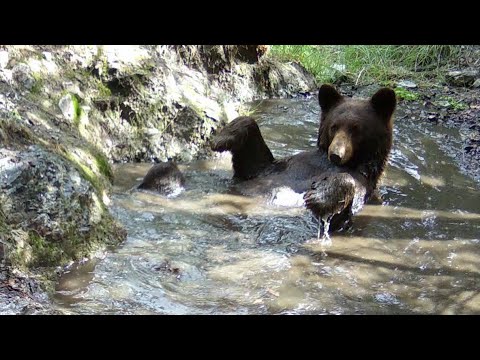 Wildlife at a remote Spring Wild Arizona