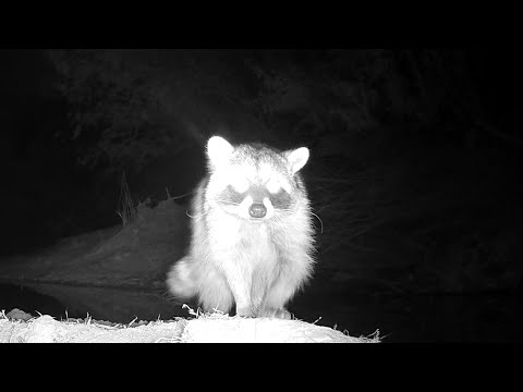 Southern Arizona Wildlife