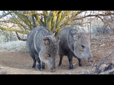Javelina being Javelina Arizona Wildlife