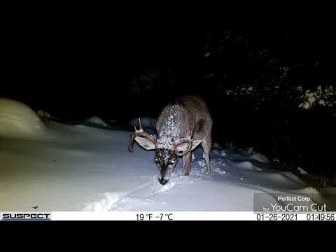 Arizona Coues deer video 2021