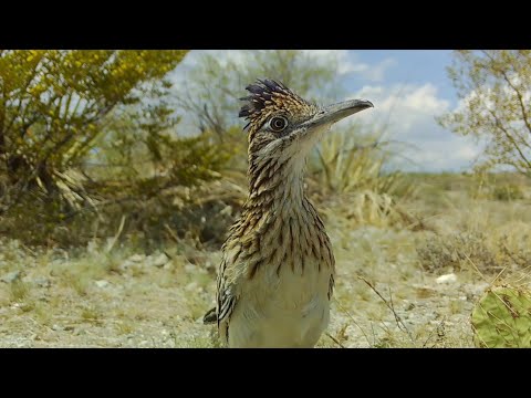 Wild Arizona
