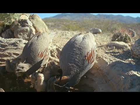 Beautiful Dozen Lots of Baby Quail this year