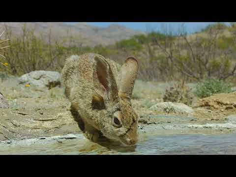 Wildlife up Close Macro Trail camera footage Part 1