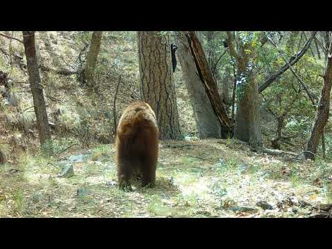 My CLOSE ENCOUNTER with a BEAR While checking trail cameras