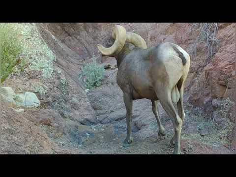 Bighorn Sheep from Southern Arizona Trail camera check