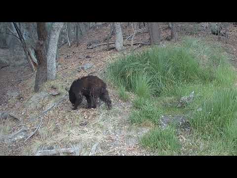 Black Bears at Muddy Spring Southern Arizona