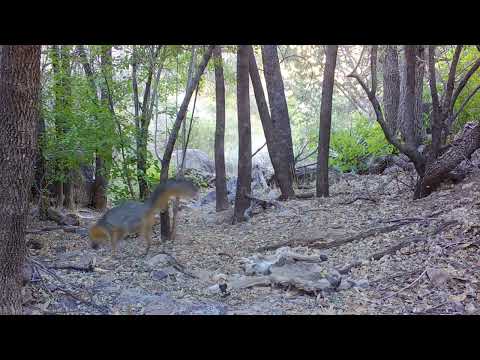Black bear shows up at a deer carcass Who else shows