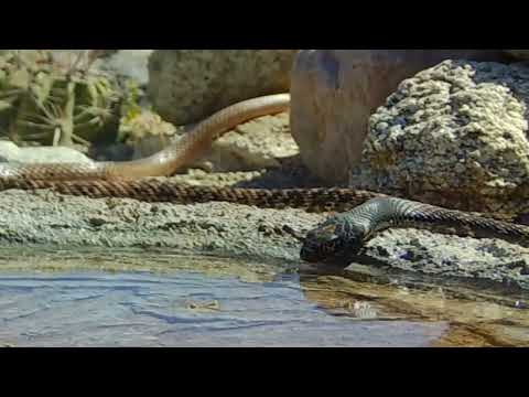 Life at a little pond in the Arizona Desert Close Ups on my