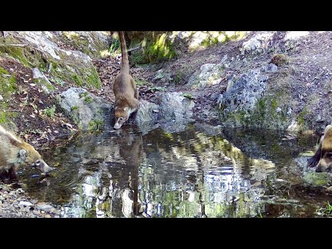 Beauty in Arizona Desert wildlife on my trail cameras