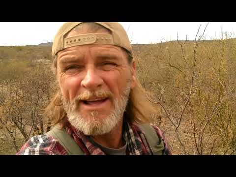 One night with Javelina