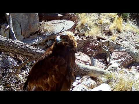 Golden Eagle in Southern Arizona on my Trail cameras