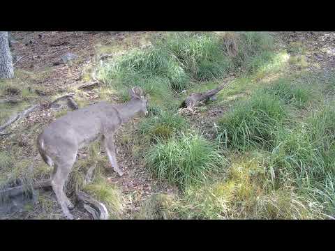 A NEW Ocelot Captured on my Trail Camera in Southern Arizona