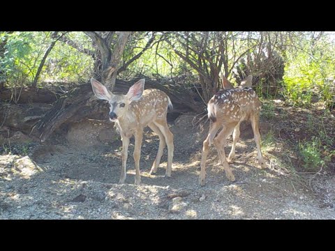 Wild in Southern Arizona Summertime