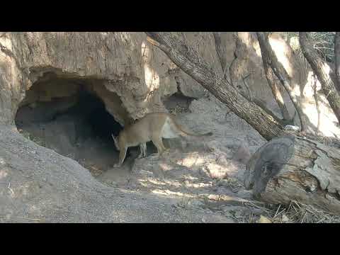 FACE TO FACE ENCOUNTER with a MOUNTAIN LION