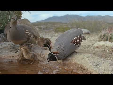 New Baby Gambel s Quail Chicks 2026 Trail Camera footage