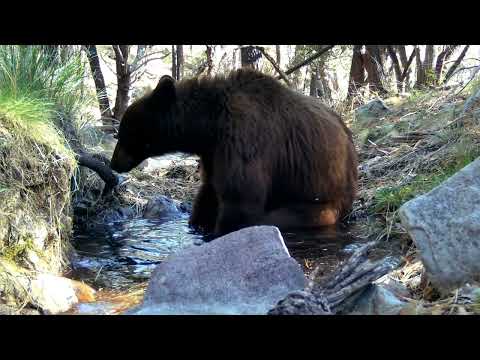End of Summer Desert Black Bears Wild Arizona