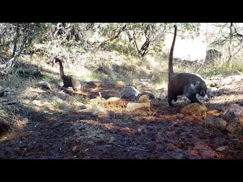 Coatimundi s known to some as the desert monkey