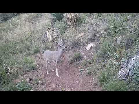 Zoomies Coues deer