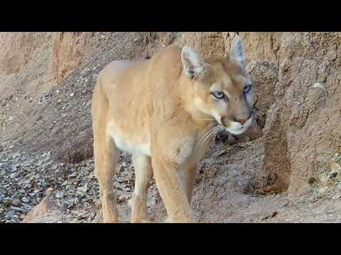 Desert Wildlife down by a Creek