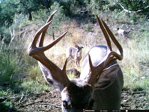 Nice Coues Deer Highlight Reel