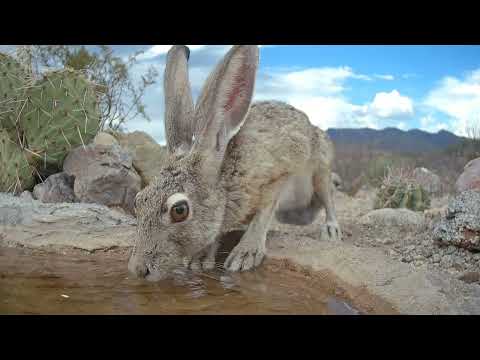 100 Degree Temps Who needs WATER