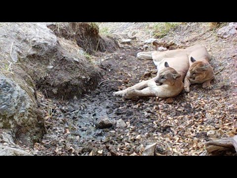 Cougars in Love Wild Arizona