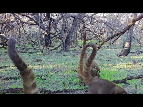 Boondocks Wildlife on my Trail cameras