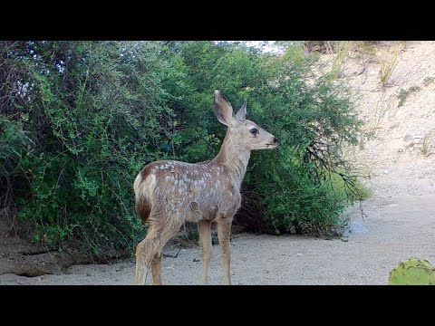 Life in a wash Southern Arizona