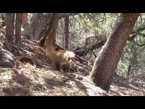 Coati walks up on me while I m checking my trail camera
