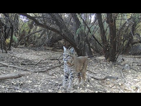Mysterious and Beautiful Bobcats on my Trail Cameras Arizona