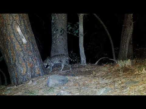 INCREDIBLE and Rare Arizona s only Ocelot captured on my