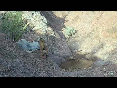 Desert Wildlife including BIGHORN SHEEP