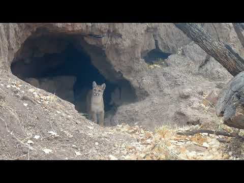 Mountain lion CAVE