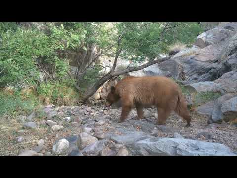 Desert Bears