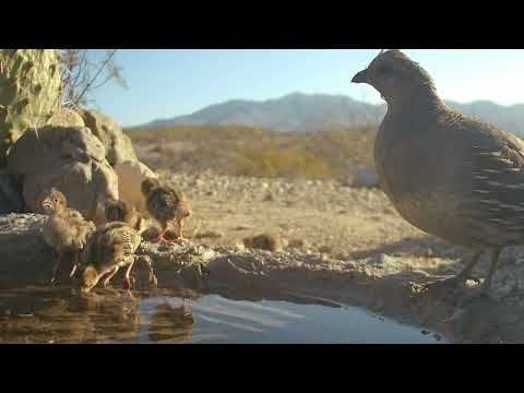 The last Baby Quail family to hatch this summer