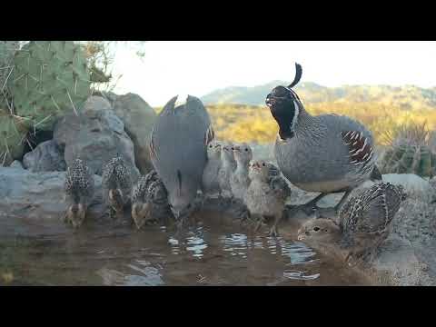 From Babies to Adults Quail Life