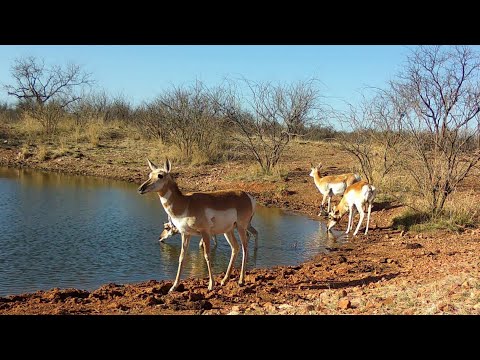 Pronghorn at the waterhole Southern Arizona Suspect Hoot