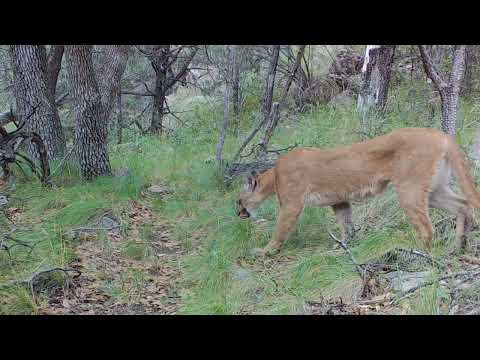 MOUNTAIN LIONS Arizona trail camera footage
