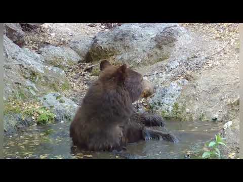 Spa day for this Arizona black bear Trail camera check