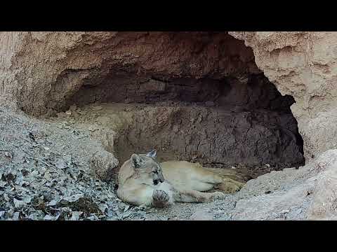 Relaxing Lady Desert Mountain Lion