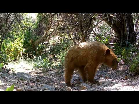 Lions and Bears share the same trail Wild Arizona