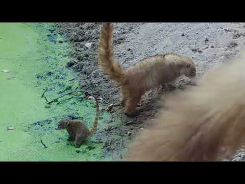 Life at the Moss Pool Wild Arizona