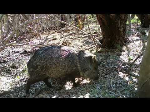 Creek bottom desert wildlife Wild Arizona