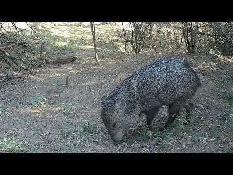 Wild Arizona Including Feral Hogs