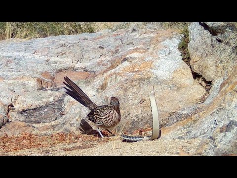ROADRUNNER meets a SNAKE 1 minute video from a New Trail