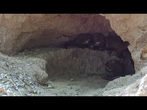A BEAR shows up at the lion Cave