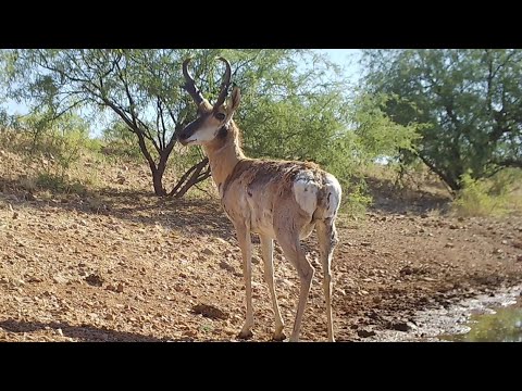 Grassland Pronghorn and first baby fawns on my Trail camera