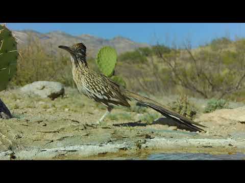 Roadrunner Southern Arizona